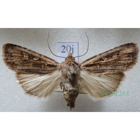 Euxoa tritici (Linnaeus, 1761) Rolnica pszenicówka Czech20j